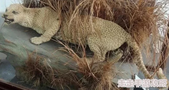 迷雾大陆S1赛季版本：精彩纷呈的全新内容一览重磅来袭